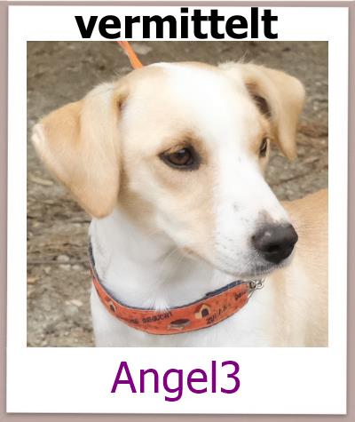 Angel3 Tierschutz Zypern Hund vermittelt