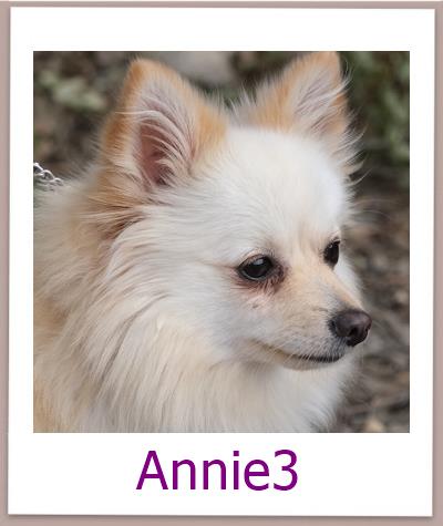 Annie3 Tierschutz Zypern Hund prof
