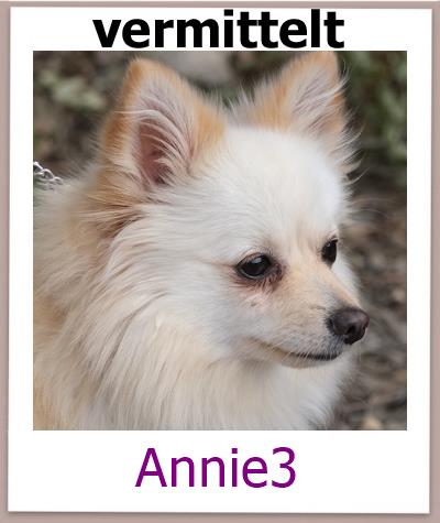 Annie3 Tierschutz Zypern Hund vermittelt