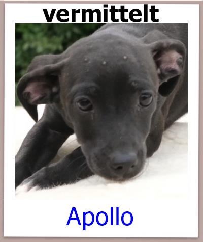Apollo Tierschutz Zypern Hund vermittelt
