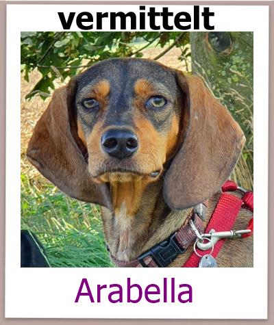 Arabella Tierschutz Zypern Hund prof 1