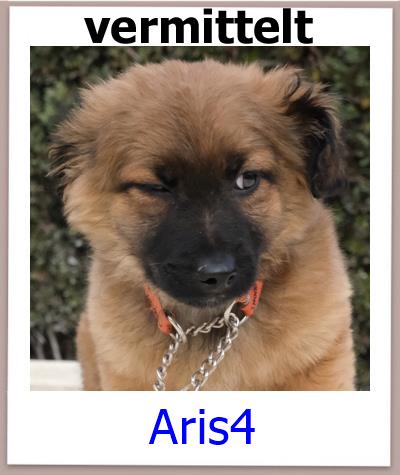 Aris4 Tierschutz Zypern Hund vermittelt