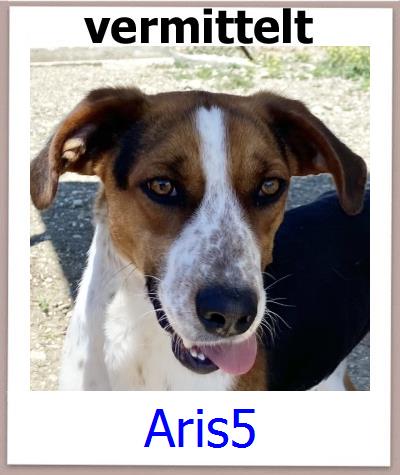 Aris5 Tierschutz Zypern Hund prof