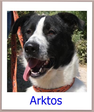 Arktos Tierschutz Zypern Hund prof