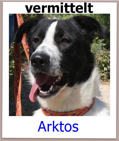 Arktos Tierschutz Zypern Hund prof