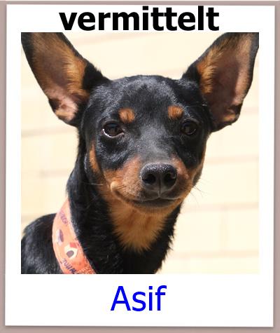 Asif Tierschutz Zypern Hund vermittelt