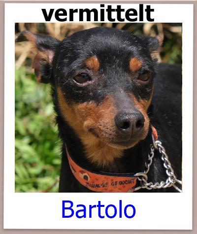 Bartolo Tierschutz Zypern Hund prof