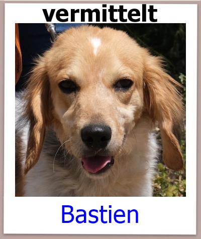 Bastien Tierschutz Zypern Hund vermittelt