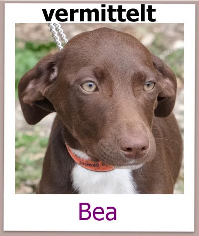 Bea Tierschutz Zypern Hund vermittelt