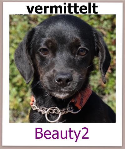 Beauty2 Tierschutz Zypern Hund prof