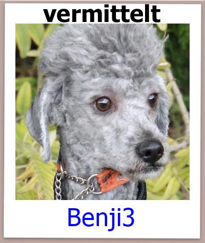 Benji3 Tierschutz Zypern Hund vermittelt