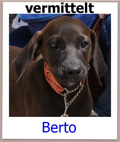 Berto Tierschutz Zypern Hund vermittelt