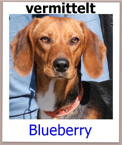 Blueberry Tierschutz Zypern Hund vermittelt