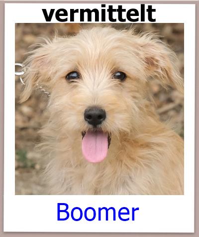 Boomer Tierschutz Zypern Hund vermittelt