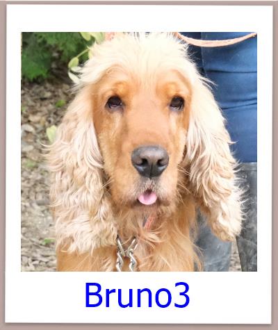 Bruno3 Tierschutz Zypern Hund prof