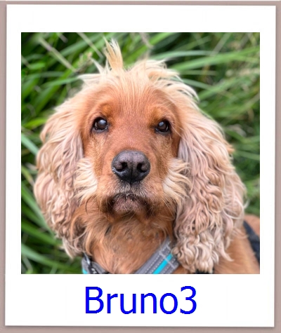 Bruno3 Tierschutz Zypern Hund prof