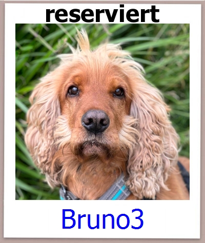 Bruno3 Tierschutz Zypern Hund prof