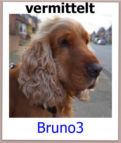 Bruno3 Tierschutz Zypern Hund vermittelt 1