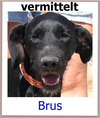 Brus Tierschutz Zypern Hund prof