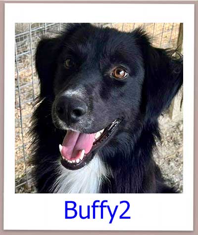 Buffy2 Tierschutz Zypern Hund prof 1