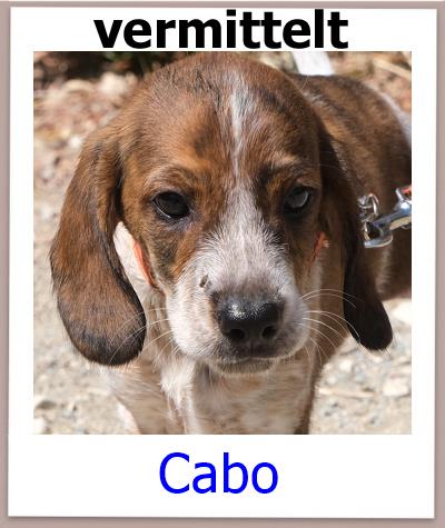 Cabo Tierschutz Zypern Hund vermittelt 1