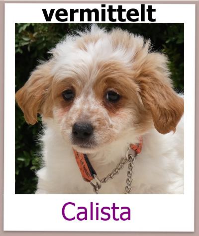Calista Tierschutz Zypern Hund vermittelt 1