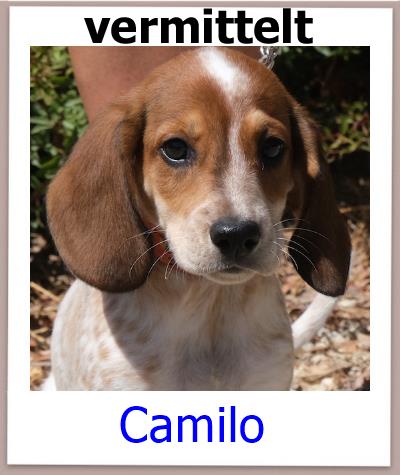Camilo Tierschutz Zypern Hund vermittelt 1