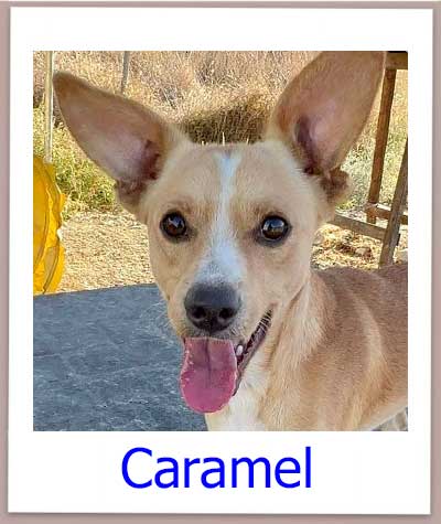Caramel Tierschutz Zypern Hund prof 1