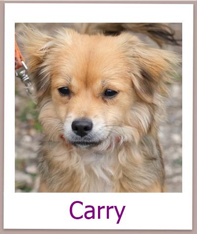 Carry Tierschutz Zypern Hund prof