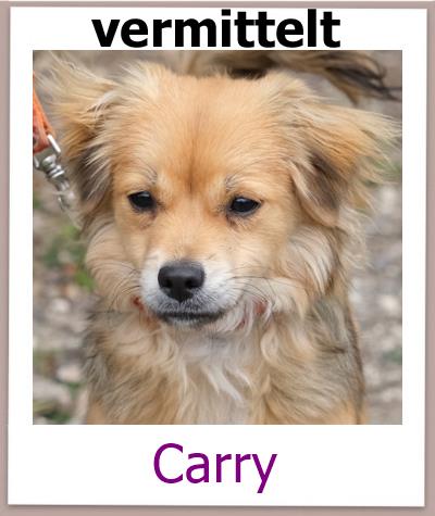 Carry Tierschutz Zypern Hund vermittelt