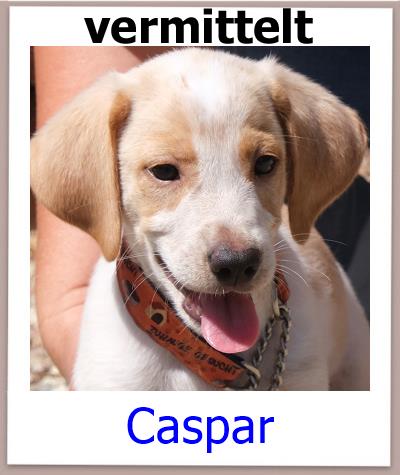 Caspar Tierschutz Zypern Hund vermittelt 1