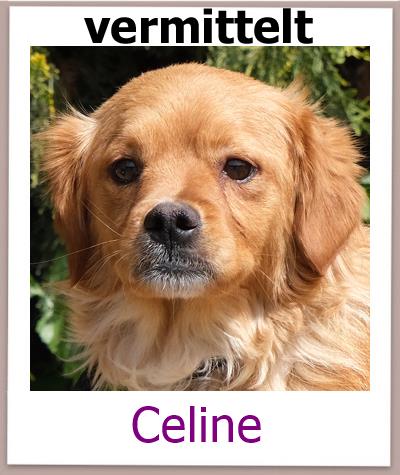 Celine Tierschutz Zypern Hund vermittelt