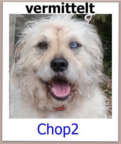 Chop2 Tierschutz Zypern Hund vermittelt
