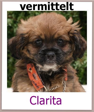 Clarita Tierschutz Zypern Hund vermittelt 1
