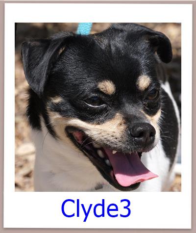 Clyde3 Tierschutz Zypern Hund prof