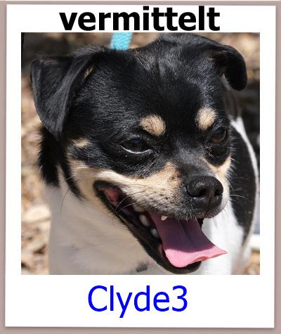 Clyde3 Tierschutz Zypern Hund vermittelt