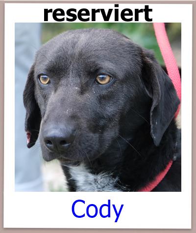 Cody Tierschutz Zypern Hund res 1