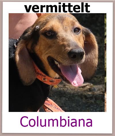 Columbiana Tierschutz Zypern Hund prof