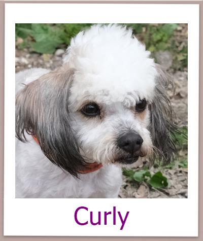 Curly Tierschutz Zypern Hund prof