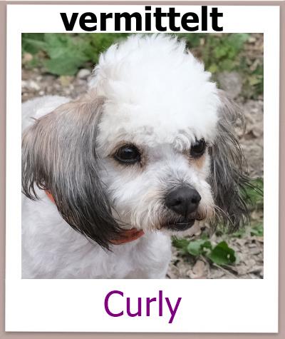 Curly Tierschutz Zypern Hund vermittelt