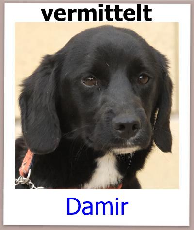 Damir Tierschutz Zypern Hund vermittelt
