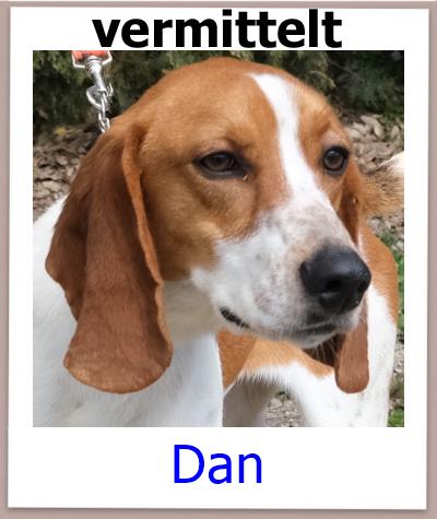 Dan Tierschutz Zypern Hund vermittelt