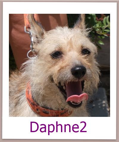 Daphne2 Tierschutz Zypern Hund prof