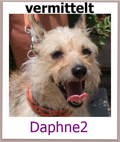 Daphne2 Tierschutz Zypern Hund vermittelt