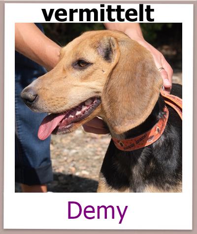 Demy Tierschutz Zypern Hund prof