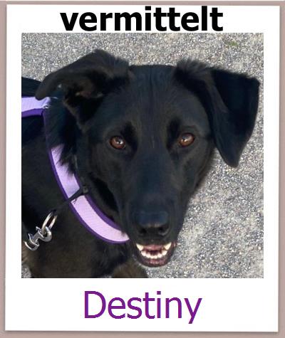 Destiny Tierschutz Zypern Hund prof