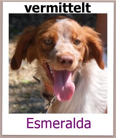 Esmeralda Tierschutz Zypern Hund vermittelt