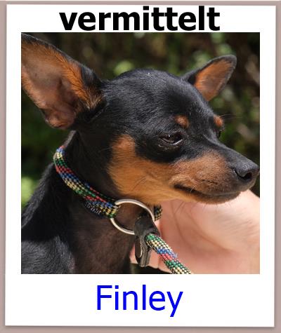 Finley Tierschutz Zypern Hund vermittelt