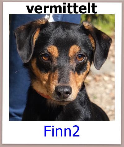 Finn2 Tierschutz Zypern Hund vermittelt