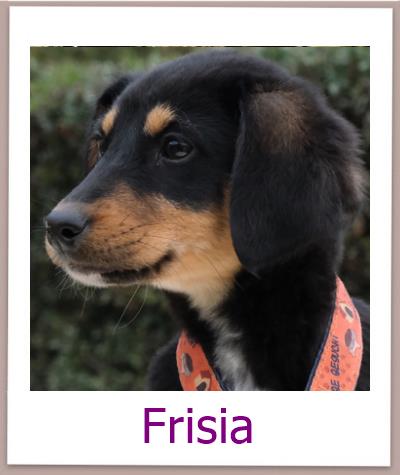 Frisia Tierschutz Zypern Hund prof